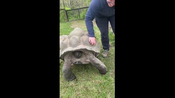 Tortoise gets a ‘good shell scratch’
