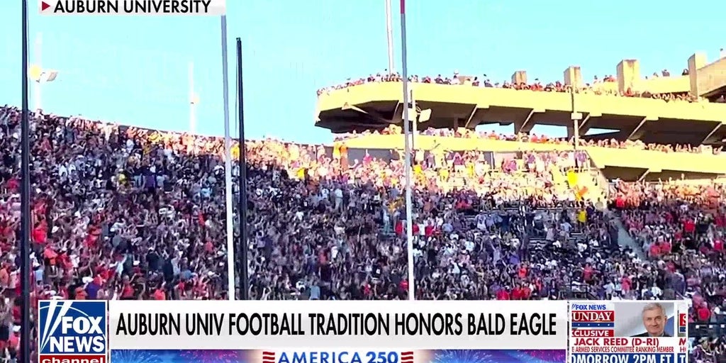 Auburn University's bald eagle tradition celebrates its 25th anniversary
