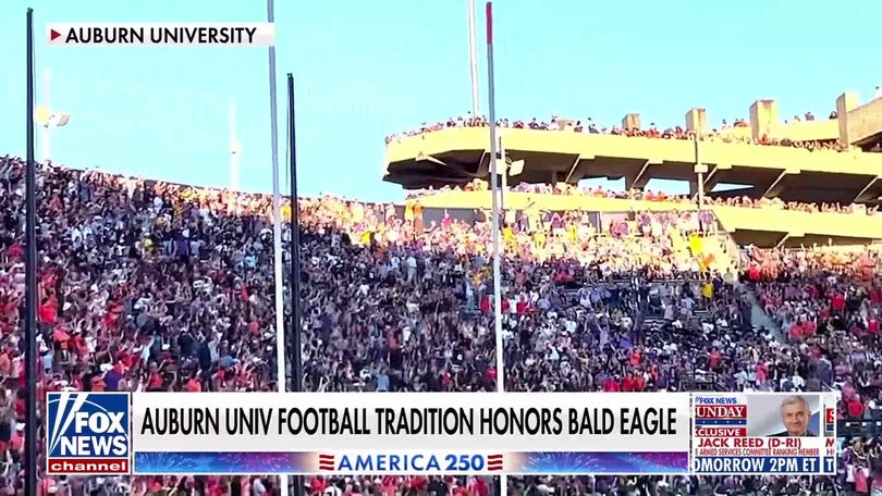Auburn University's bald eagle tradition celebrates its 25th anniversary