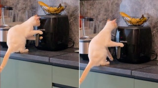 Curious kitten pries open air fryer before falling to the floor