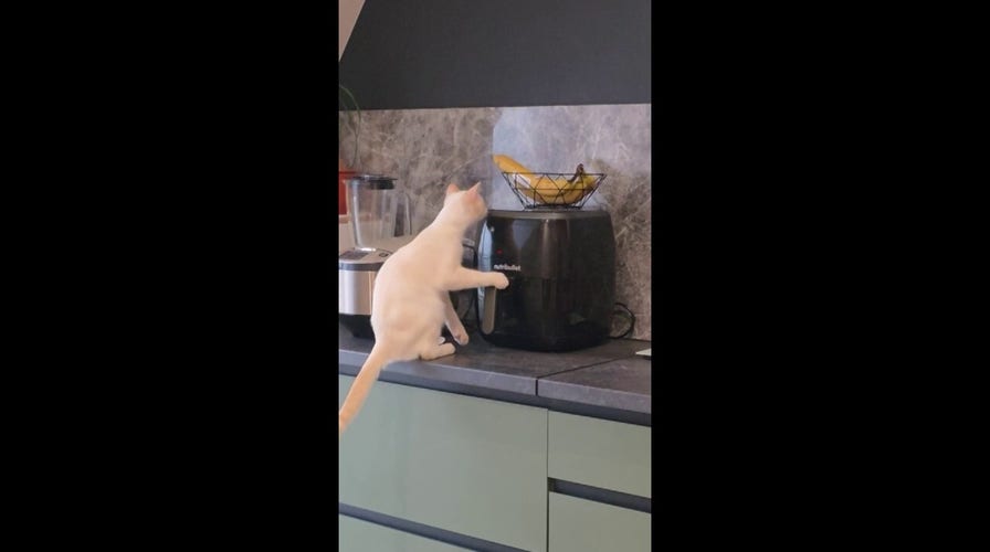Curious kitten pries open air fryer before falling to the floor