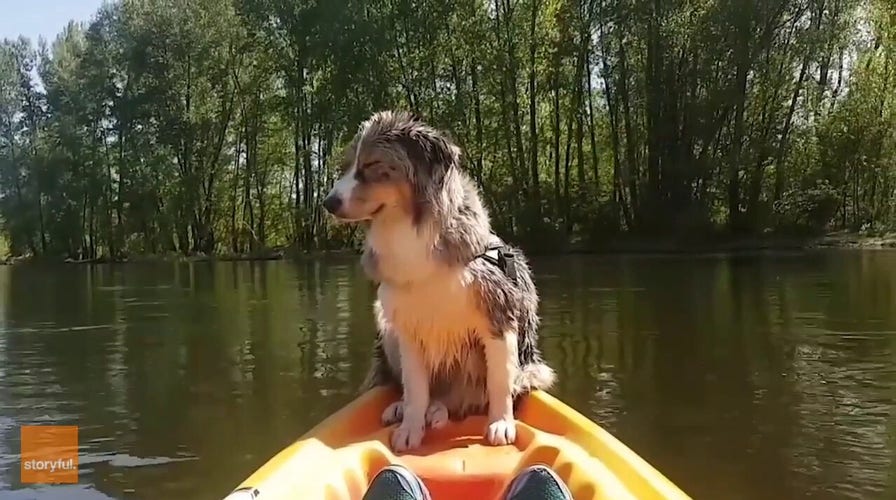 Dog falls asleep while sitting on owner’s kayak