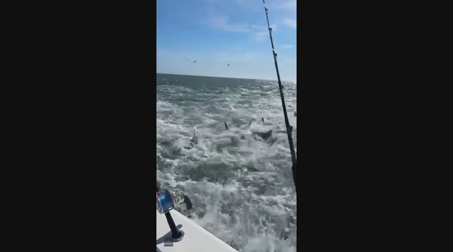 Louisiana fishermen spot chaotic shark feeding frenzy
