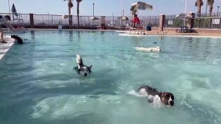 Dogs enjoy rare pool day as summer comes to a close - Fox News