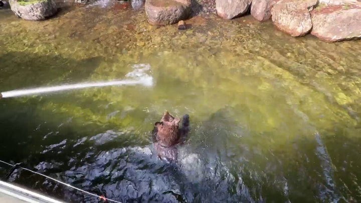 Bear at Sequoia Park Zoo in California enjoys water feature in his enclosure