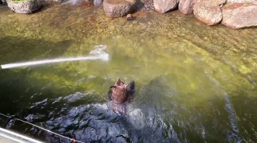 Bear at Sequoia Park Zoo in California enjoys water feature in his enclosure
