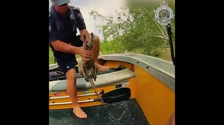 Baby kangaroo rescued from crocodile-filled floodwaters in Queensland