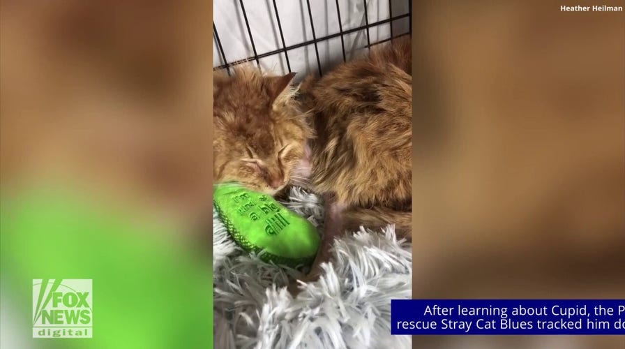 Pennsylvania stray cat is rescued after being shot with arrow