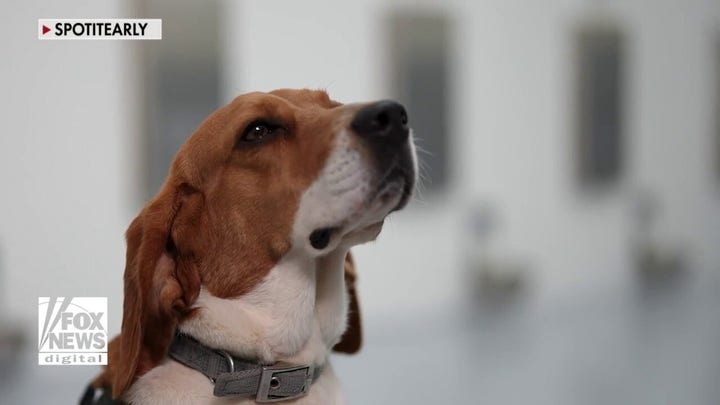 Dogs use puppy power to sniff out cancer