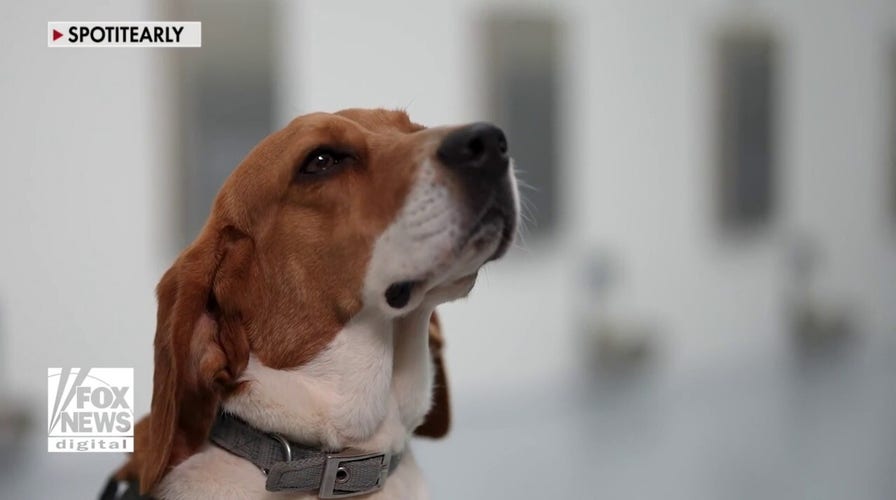 Dogs use puppy power to sniff out cancer