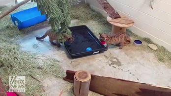 Mountain lion cub sisters are given their first water enrichment play tub