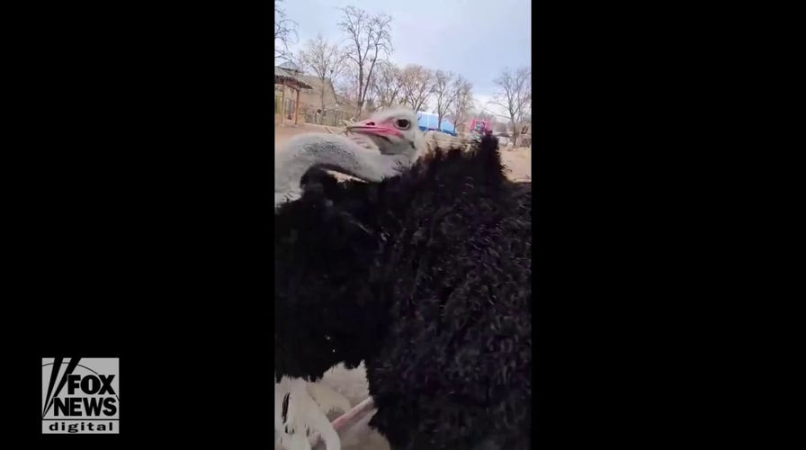 Dance party as Denver Zoo’s ostrich shows off fun moves