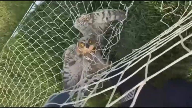 Police rescue owl trapped in soccer net after frantic call for help in Ohio