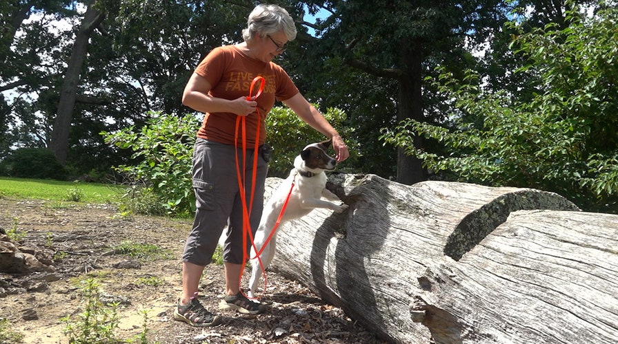 Dogs are being trained to track down spotted lanternfly eggs.