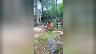 Tiger nearly bites woman who climbed over zoo fence - Fox News