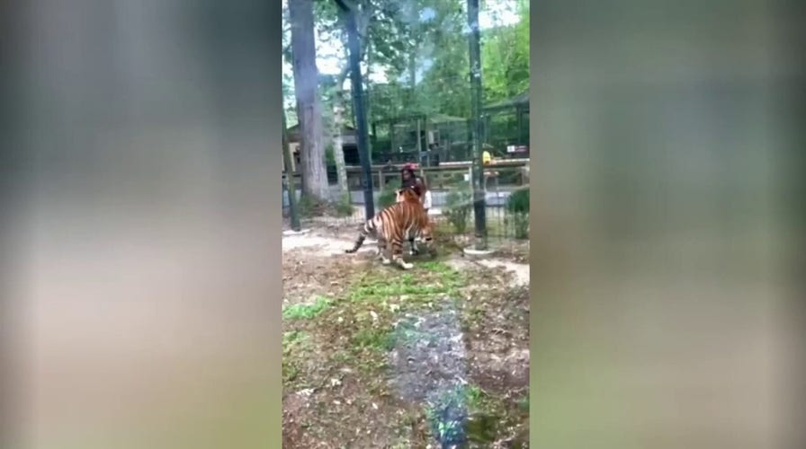 Tiger nearly bites woman who climbed over zoo fence