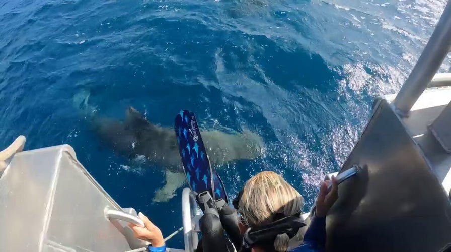 Girl, 9 years old, discovers rare prehistoric megalodon tooth in