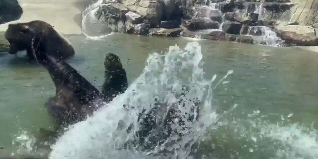 Sleepy bears entering winter 'torpor' at Oakland Zoo