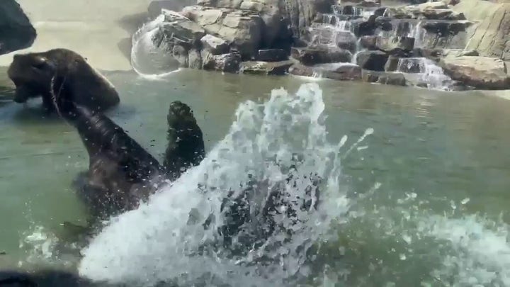 Sleepy bears entering winter 'torpor' at Oakland Zoo