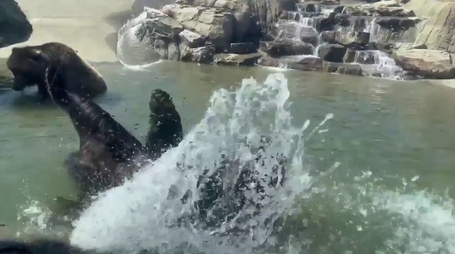 Sleepy bears entering wintertime 'torpor' astatine Oakland Zoo