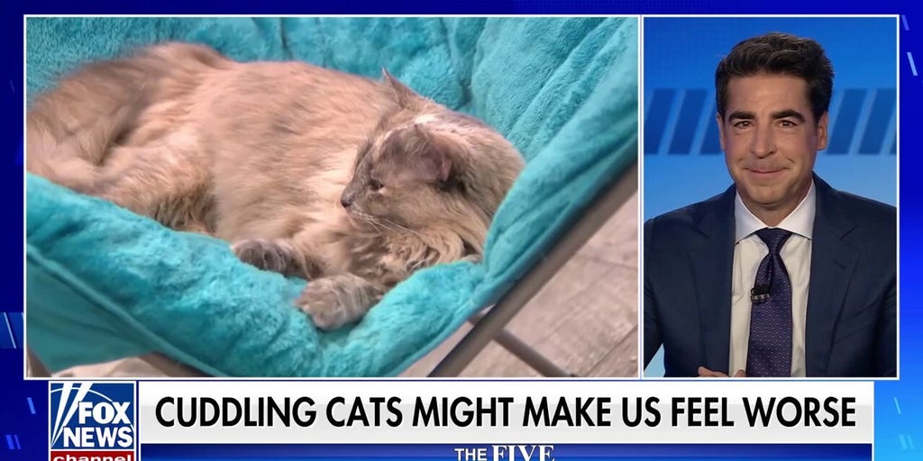 'The Five': Cuddling your cat might make you feel worse?