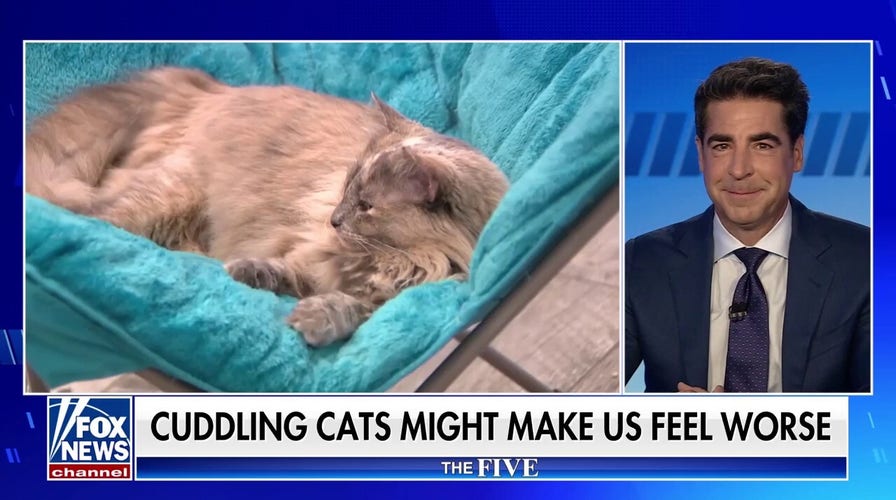 'The Five': Cuddling your cat might make you feel worse?