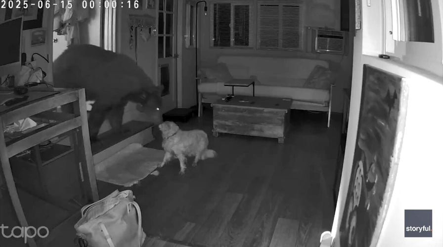 Security footage captures dramatic faceoff between bear and dog 