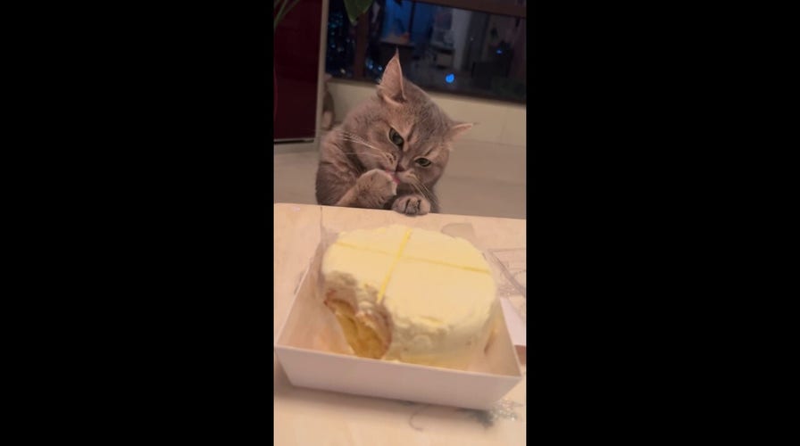 Cat's gentle paw play becomes hilarious way to sneak frosting from cake
