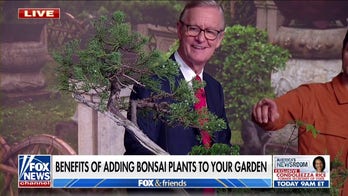 Benefits of adding Bonsai plants to your garden
