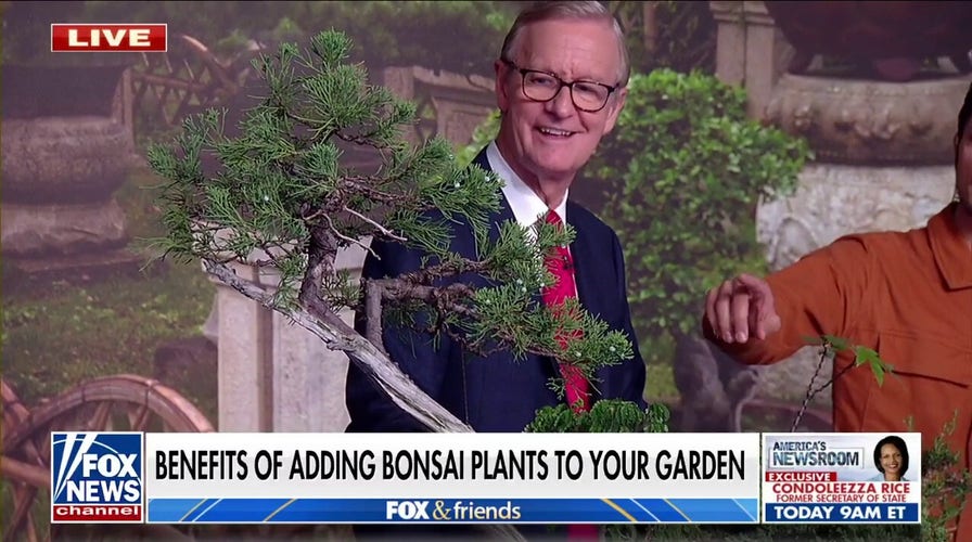 Benefits of adding bonsai plants to your garden