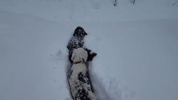 Alaskan dogs jump through the fallen snow that surpasses 20 inches