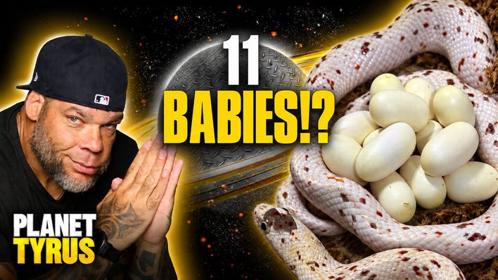 Tyrus' Zoo: Sprinkles the Corn Snake Just Hatched 11 Babies | Planet Tyrus