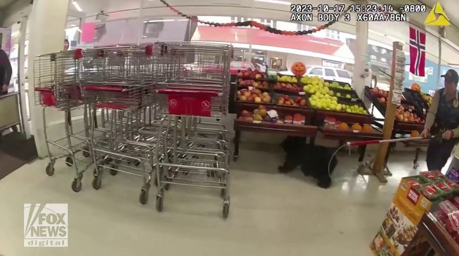 Bear cub captured after found roaming in grocery store