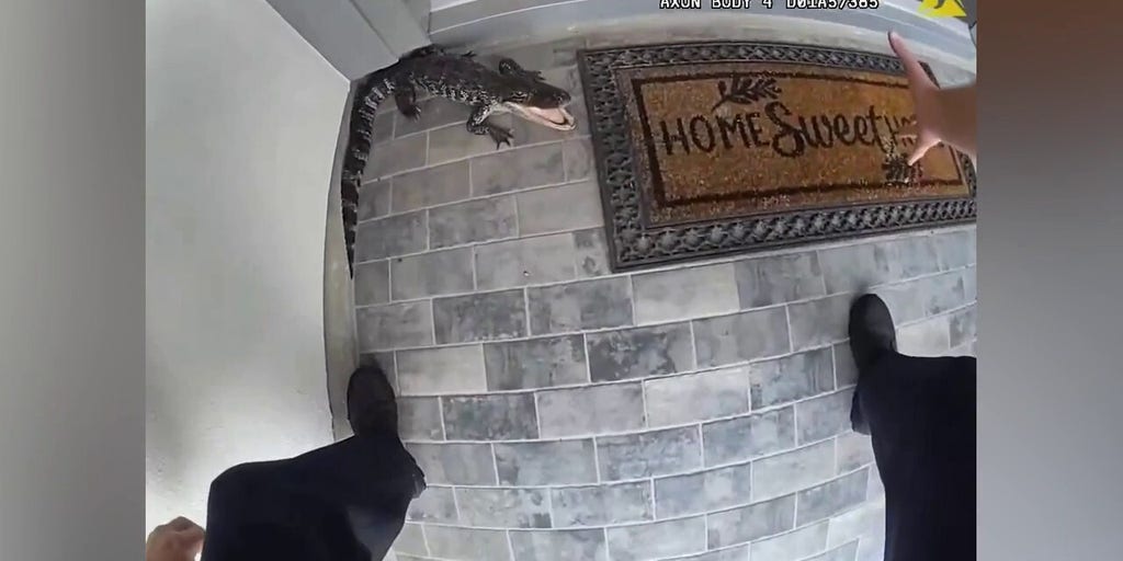 Police officer wrangles alligator with bare hands 'Can't take the country out of the boy'