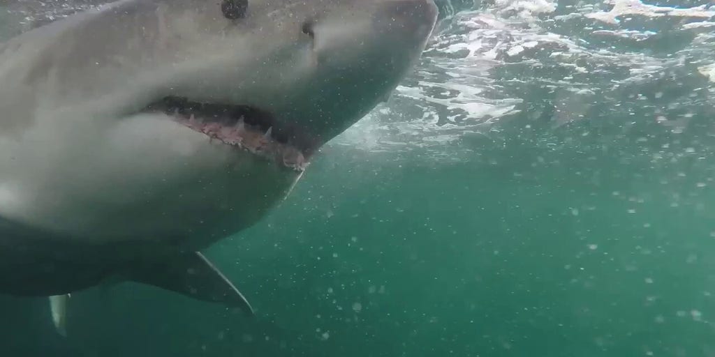9-foot great white shark named Brass Bed is tracked on lengthy seasonal migration