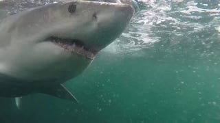 9-foot great white shark named Brass Bed is tracked on lengthy seasonal migration