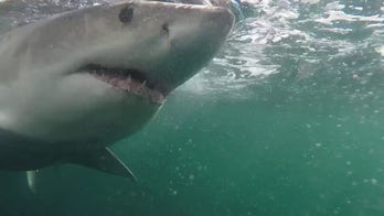 9-foot great white shark named Brass Bed is tracked on lengthy seasonal migration