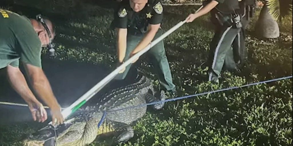 11foot alligator lets out monstrous roar at Florida deputies Fox