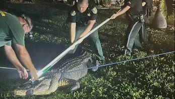 Massive alligator roars at Florida deputies while being wrangled, video shows