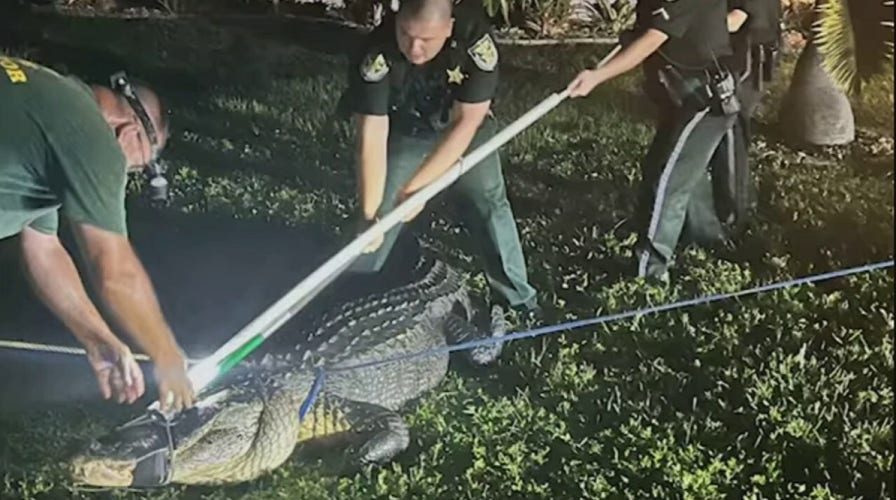 Massive alligator roars at Florida deputies while being wrangled, video shows