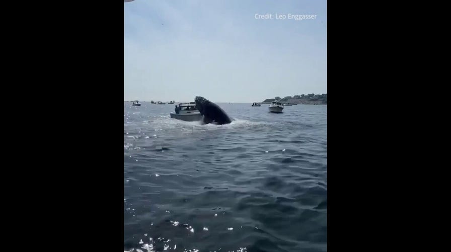 Breaching whale lands on fishing boat off of Massachusetts coast