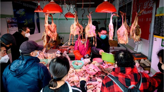 China promotes bear bile as coronavirus cure