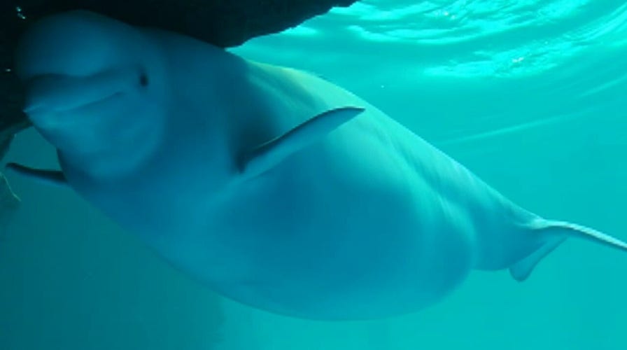 Video shows beluga whale birth at Chicago's Shedd Aquarium