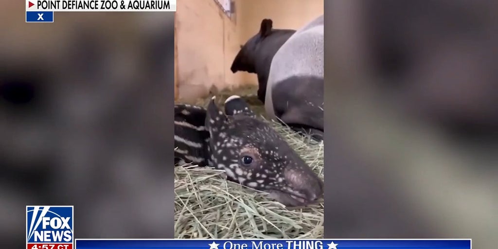 Greg Gutfeld unveils 'Ume' baby tapir