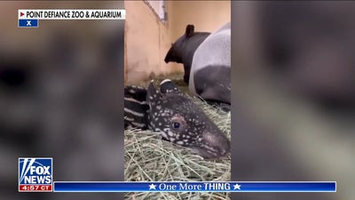 Greg Gutfeld unveils 'Ume' baby tapir