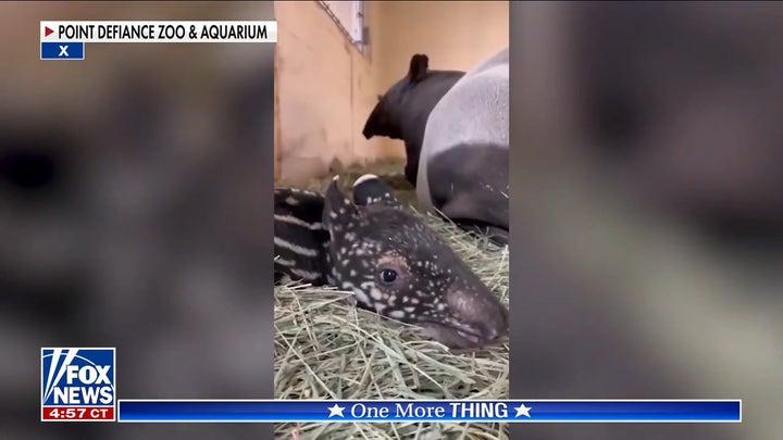 Greg Gutfeld unveils 'Ume' baby tapir