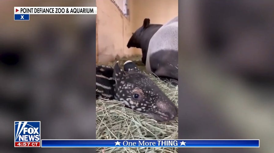 Greg Gutfeld unveils 'Ume' baby tapir