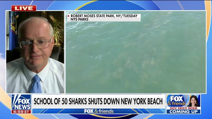 Shark sightings force New York beach to close over the holiday