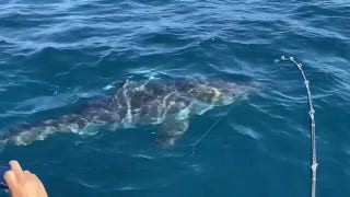 Great white shark caught in Florida - Fox News
