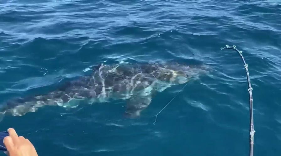 Great white shark caught in Florida